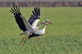 sindbad znizki dla dzieci na bilety do polski
